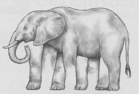 hoeveel poten zie jij : het is een onmogelijk figuur